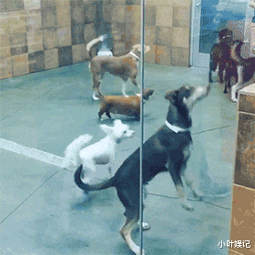 小叶娱记 据说懂这个的人都已经老了！而我曾见过证过它最辉煌的时刻！