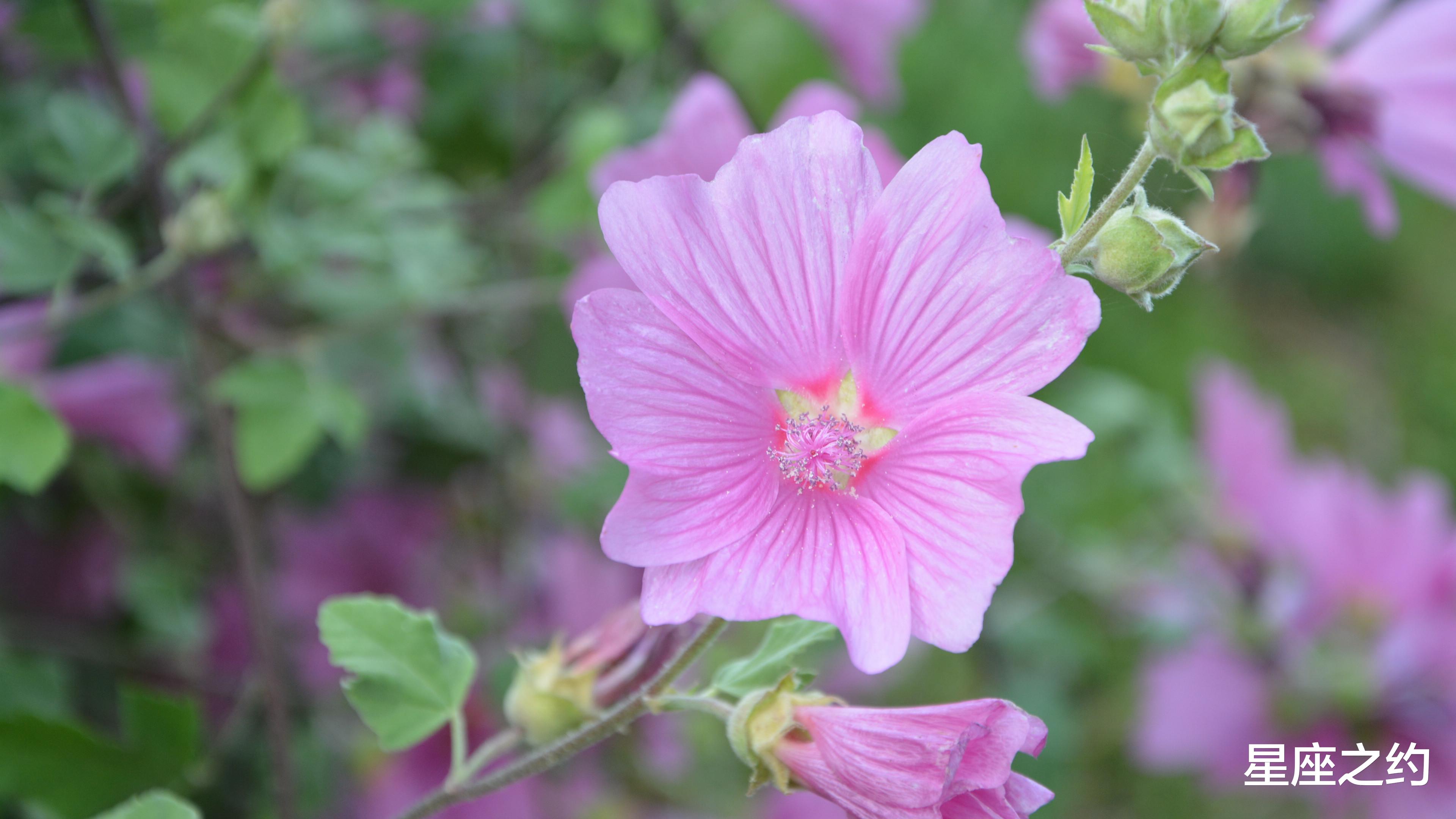 白羊座|6月6日-12日星座运势:白羊座控制情绪,双鱼座突破自我