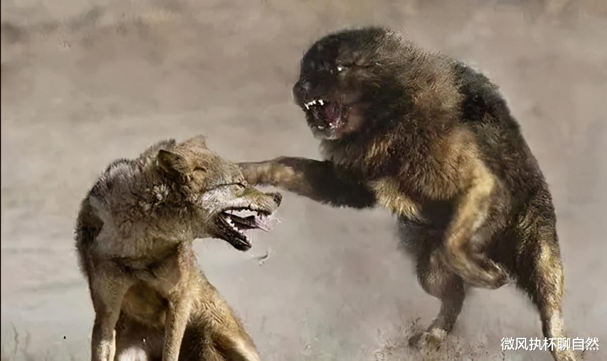 微风执杯聊自然|下乡知青回忆被狼围堵的经历:狼来了,不丢块骨头,它会吃人的