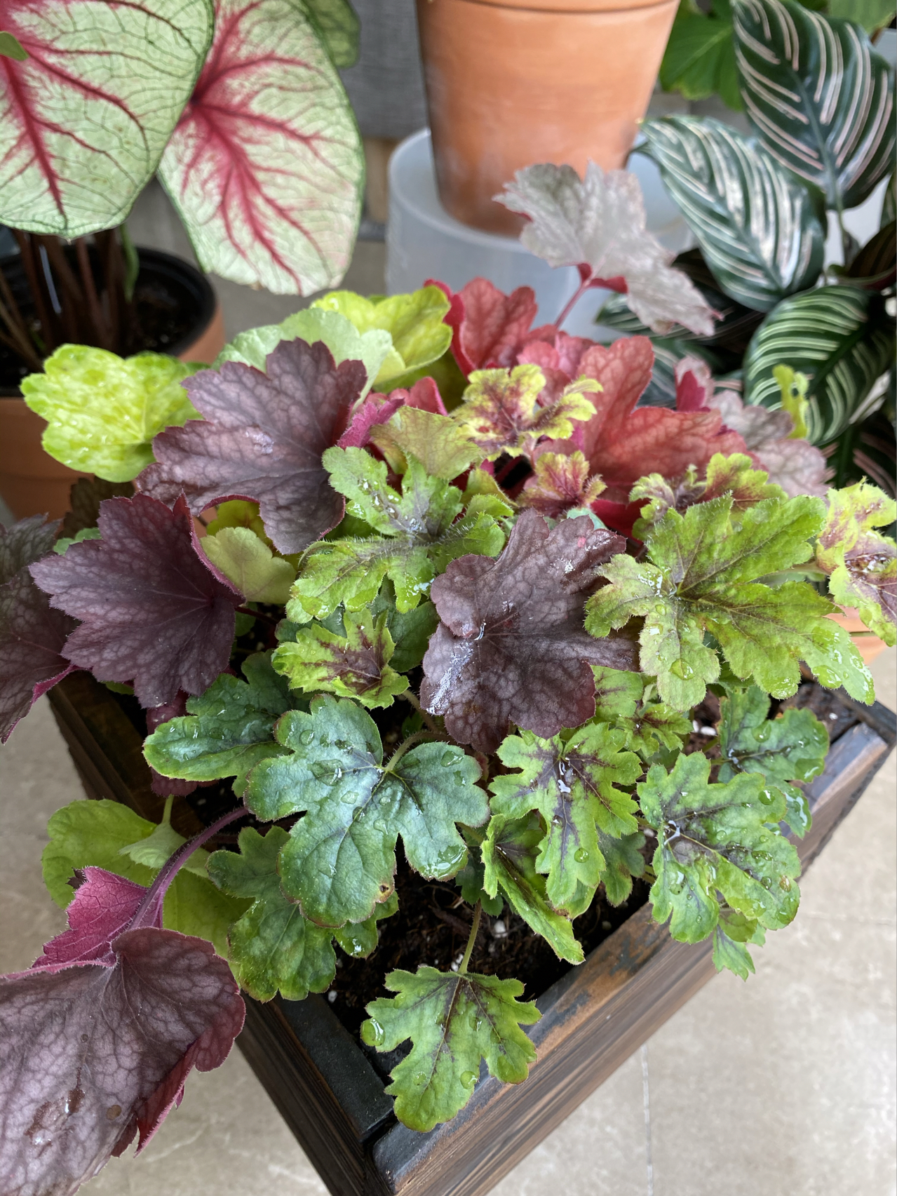 7㎡小阳台，改造成19楼的空中小花园，天天宅在家不想出门了