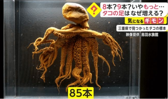 韓國出現“異種”！漁民發現32條腿的章魚，是核輻射導致的嗎？-圖3