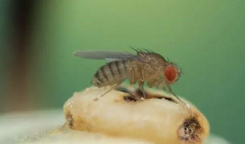 免疫疗法 来自美国的奇怪包裹，里面有7000多只黑腹果蝇，暗藏危机