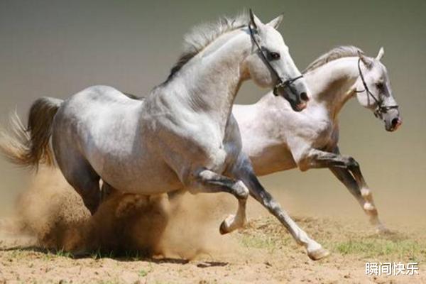 瞬间快乐|8月起,属马、属狗、属猪顺势提点,鸿运当头,事业锦鲤翻身