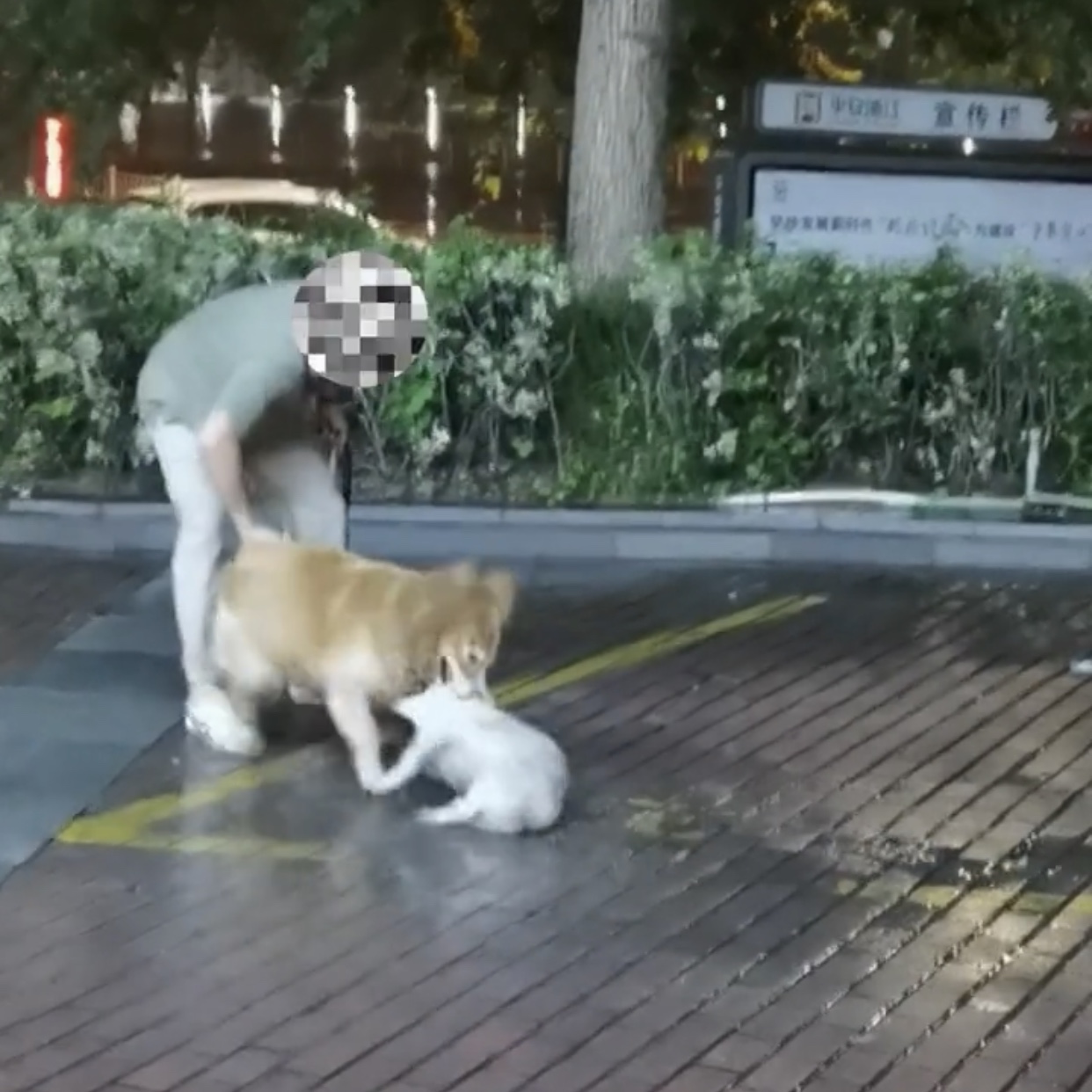 流浪狗 男子遛狗解开绳子，犬只发狂把路过的流浪狗咬死，要是孩子怎么办