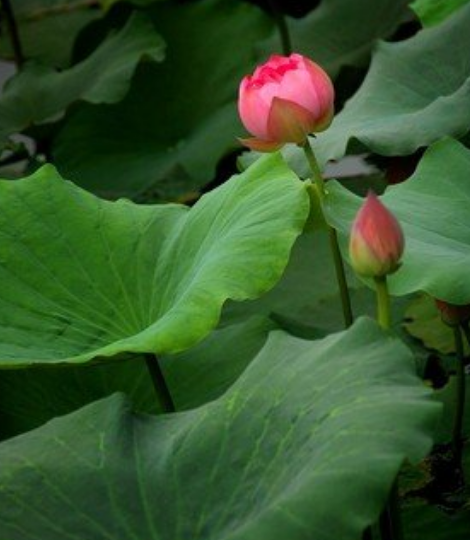 星临天下|未来一周，4属相时来运转，贵人相助，大展宏图，开启幸福生活