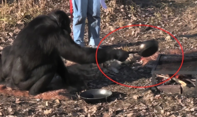 核酸检测 动物为何会模仿游客打架?专家称这种情况并不罕见,它们在进化?