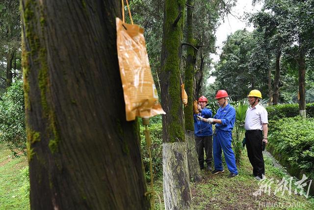 新湖南XHN 大树名木复壮