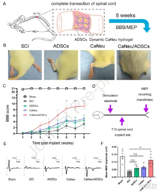 《Biomaterials》干细胞增强的细胞适应性动态水凝胶通过减轻神经炎症改善脊髓损伤的功能修复