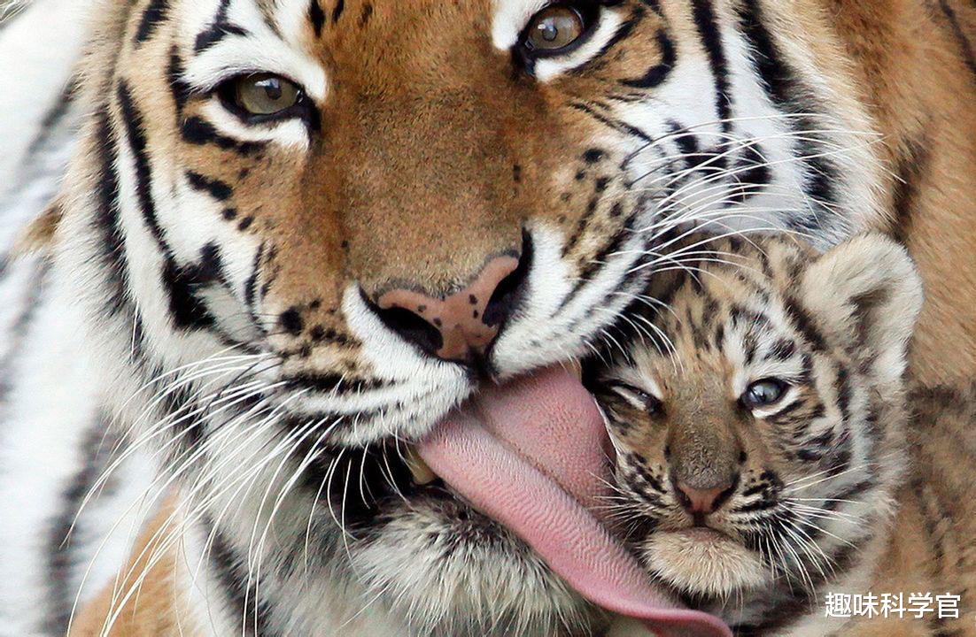 猫科动物舌头上的“倒刺”有多厉害?被老虎舔一下会掉层皮吗?