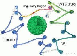 王博士健康谈|专家解读:致死率比埃博拉病毒还高的猴B病毒已造成我国一人死亡,猴B病毒到底是何方神圣?