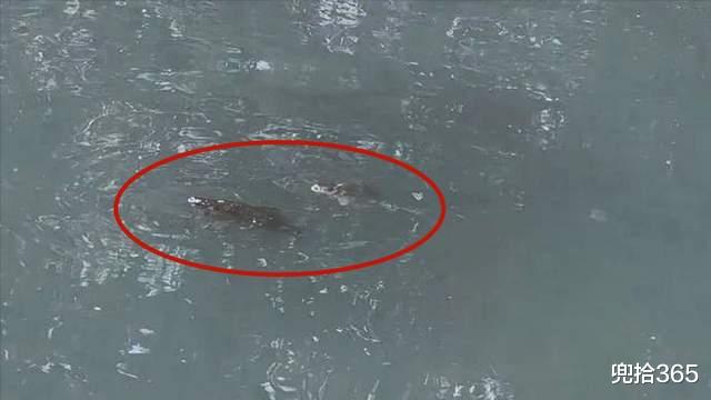 浙江省|浙江一河道里出现稀罕事，大小鱼儿组团冒头，把钓鱼人高兴坏了