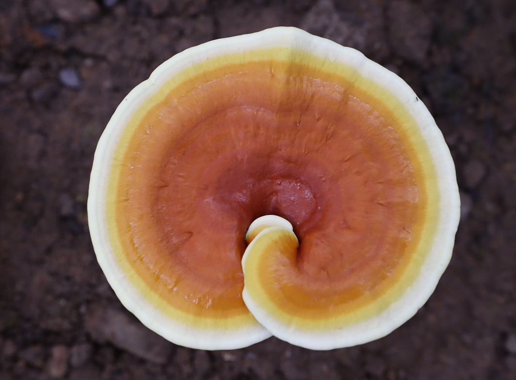 航天 激动人心！和航天英雄一起飞天的灵芝、铁皮石斛顺利完成“太空科考”