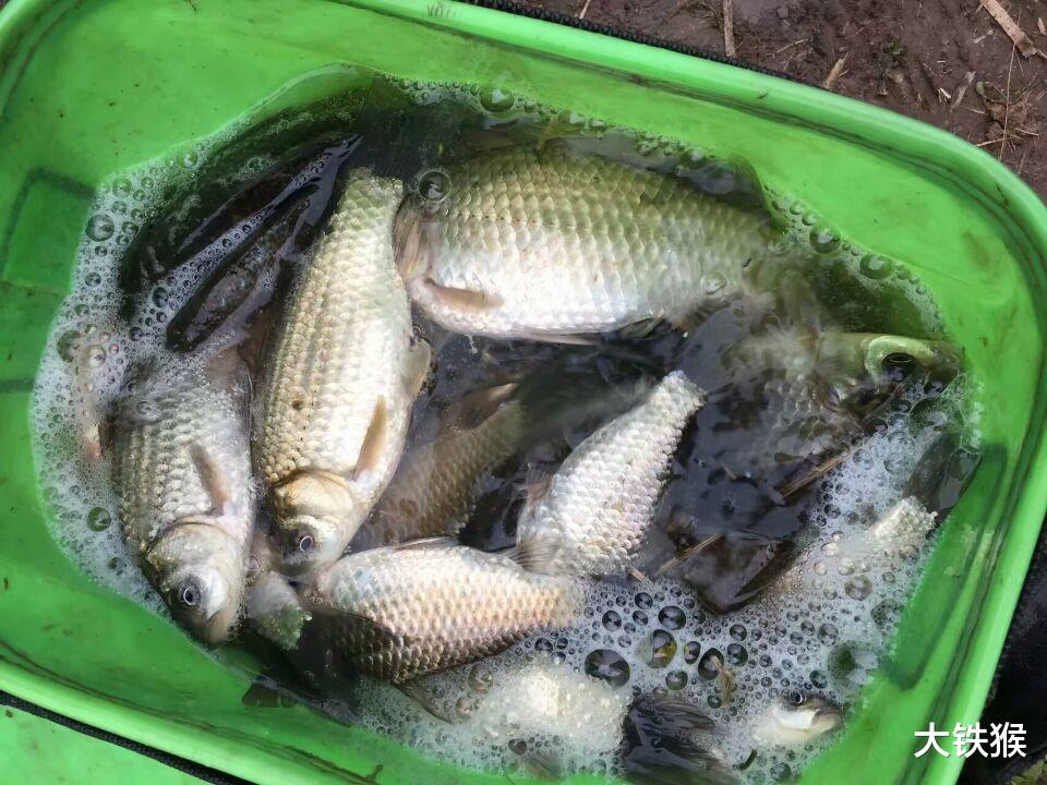 饵料|冬季钓鱼，不能一到水边就下竿，牢记这4个法则，天再冷都能爆护