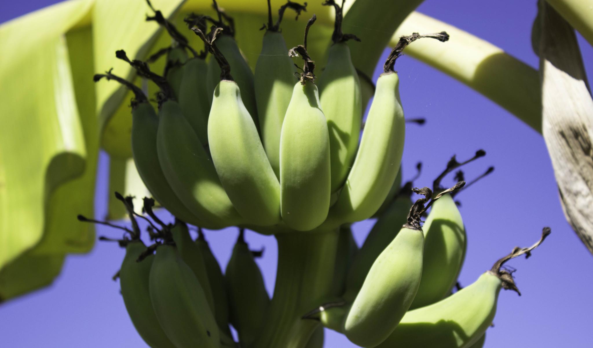水果|十大健康水果排行榜，第一名竟然是它，每天吃一个好处多