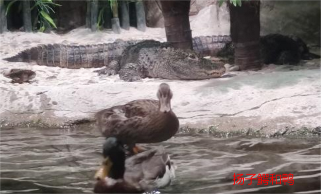 二姐情感客栈 上海海洋水族馆好玩不？挺好玩，也挺开眼
