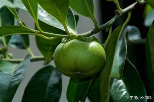 生物碱 “近在咫尺”的5种剧毒植物，你知道几种呢？