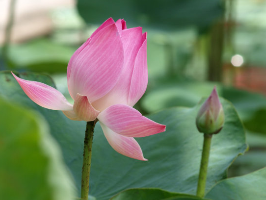 星临天下|7月底，鸿运当头，4属相身体棒，财运旺，日子幸福无忧