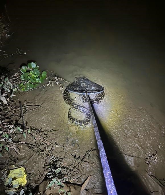 宓孤林|广东男子夜钓，竟在河边捞起大蟒蛇，男子：手电一照就不动了