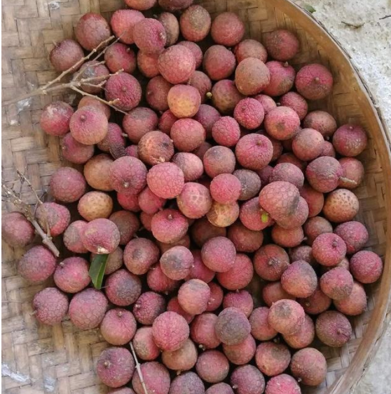 水果|晒荔枝干，用焯水吗？这1步很关键，很多人做错，难怪果肉没弹性