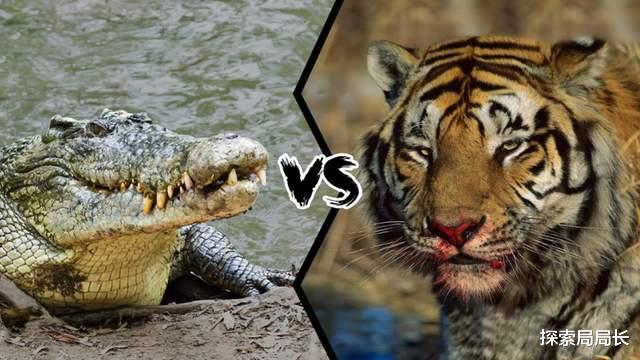 孟加拉虎 湾鳄vs孟加拉虎，谁的战斗力更强？结果竟然也是三七开