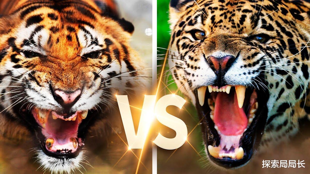 苏门答腊 苏门答腊虎vs美洲豹，谁的战斗力更强？咬合力决定了最终结果