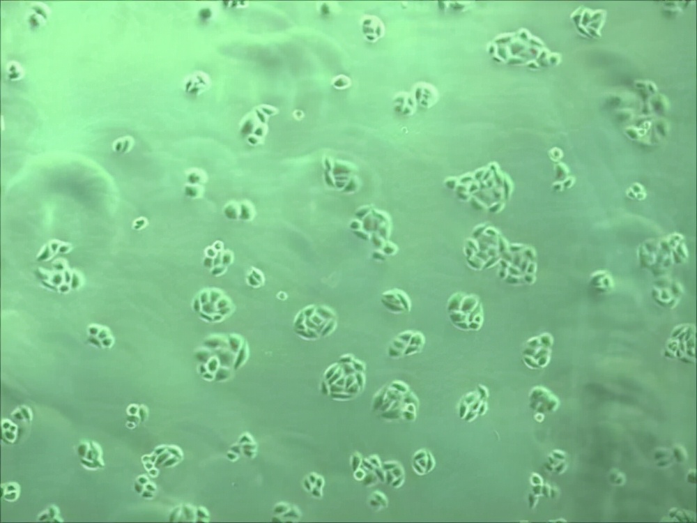 超新星爆发 细胞放大5000倍之后，人们醒悟，这句话或许是正确的！