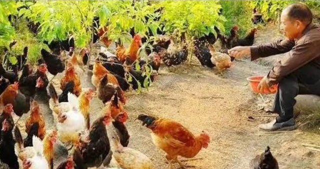 古镇 外国人:为何中国总有奇迹发生?养个鸡居然能把沙漠变“绿”