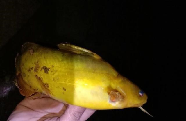 智商税|四川一河道黄辣丁“大爆发”，老乡：3小时钓一盆，大的1斤多