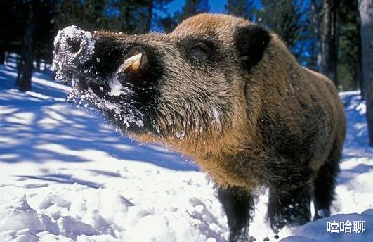 生肖|属马人:5月幸运伴随,找工作很顺利的4大生肖,做生意很赚钱