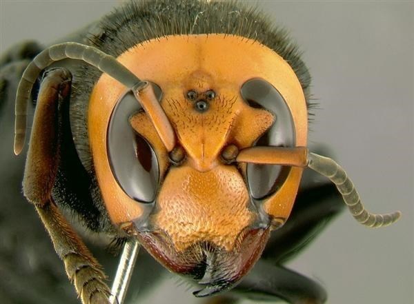 蜜蜂 生物入侵！亚洲大黄蜂肆掠美国 大黄蜂到底有多厉害？美下令活捉