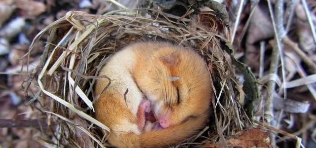 蝙蝠 为什么大自然中会有一些动物需要冬眠？