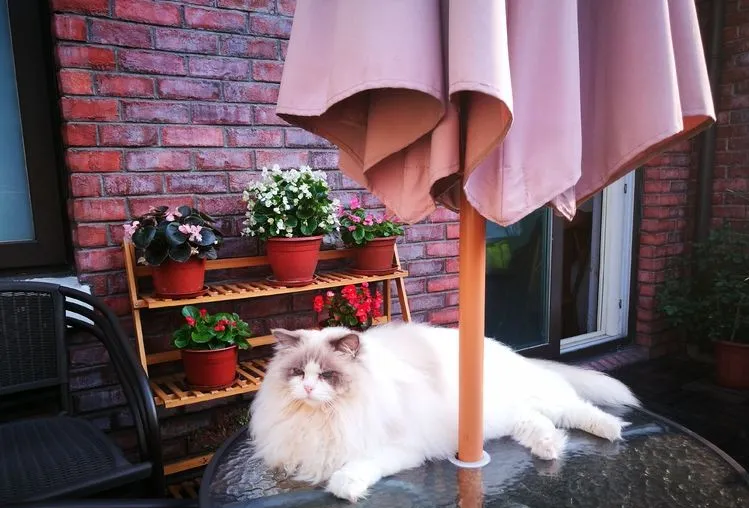 荒废了四年的10㎡北露台,改造成花园后,成了全家人最爱待的地方