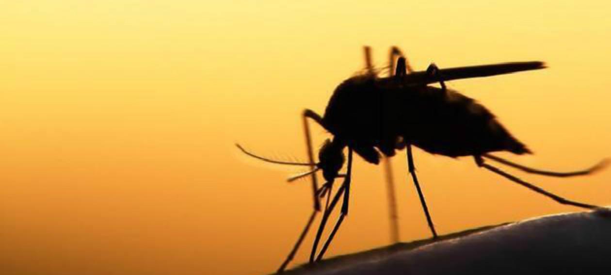 蚊子 千百年来，人类与蚊子的斗争从未间断，蚊子的存在到底有何意义