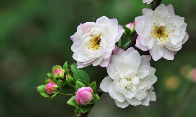 狮子座|狮子座4月运势查询，工作中有积极收获，偏财运也不错，顺水顺风