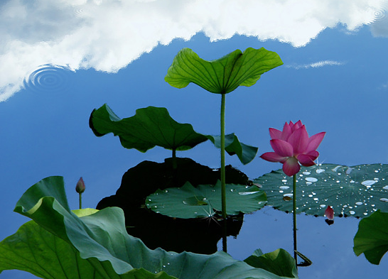 星临天下|未来一个月，4属相事业风生水起，升职加薪，日子兴旺