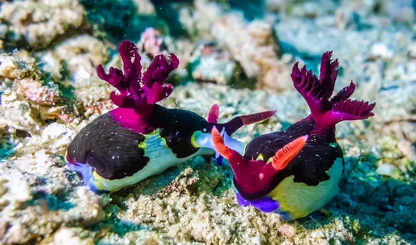 |比马代更惊艳，仅对中国人开放的世界级海岛，不香么？