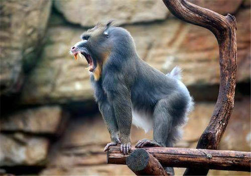 山魈 智商最高的猴子，老虎见了都绕道走，这长相看着都害怕！纪录片