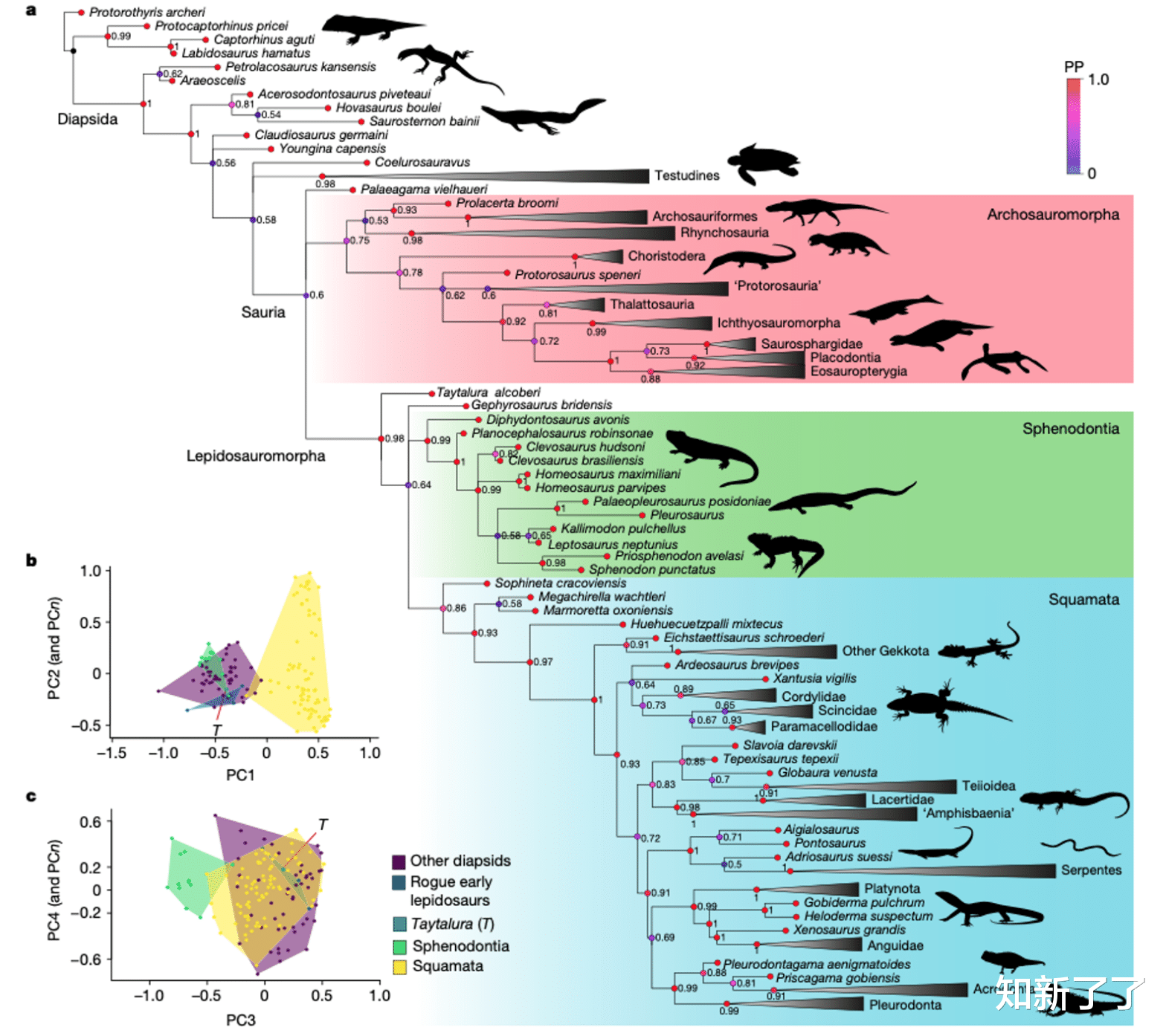 化石 蛇的起源是什么呢？2.314亿年前小怪兽的化石给出了答案