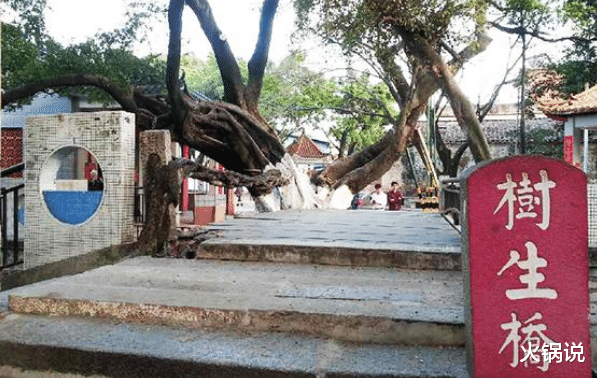 广东省 “桥就是树，树就是桥”：广东一座树长成的桥，构造奇特已300岁