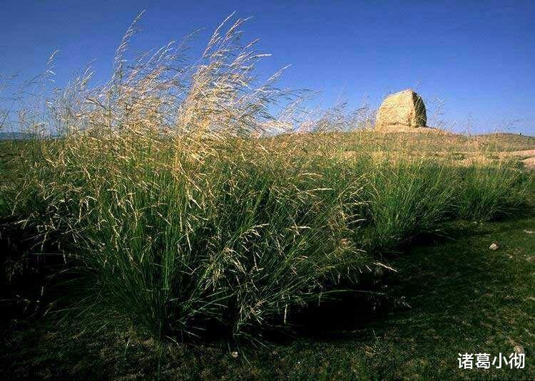 中东|厉害了！中国又一项技术重大突破，千里荒漠或变为绿油油草地