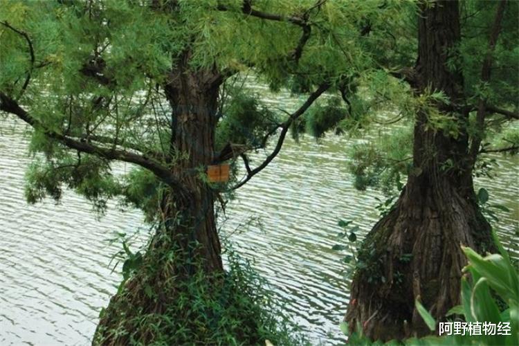植物活化石有哪几种?全世界约200多种,中国特有8大活化石树种