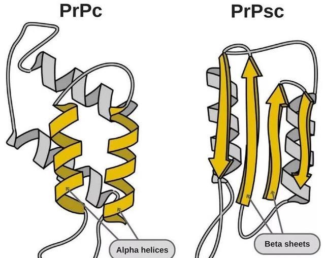 疯牛病 食人部落与笑死病：为何哺乳动物不能同类相食？让朊病毒告诉你