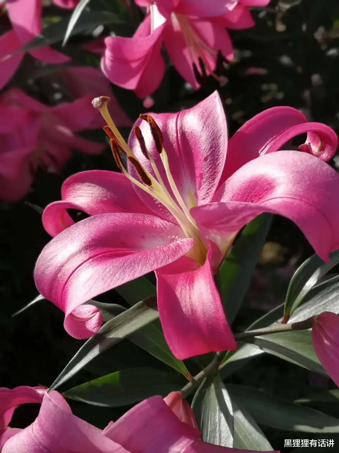 安陵容|甄嬛送百合有何隐情？制香高手安陵容为何没能发现其中奥秘？