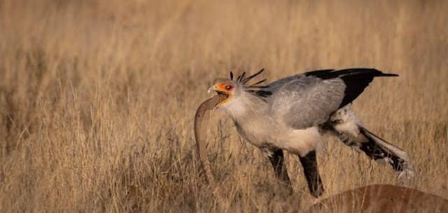 毒蛇 蛇鹫一直被誉为是非洲毒蛇的天敌，它究竟有多厉害？