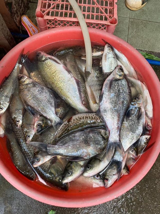 家中大小宝|容易钓获的鱼种名,白条:小瞧我会付出代价!