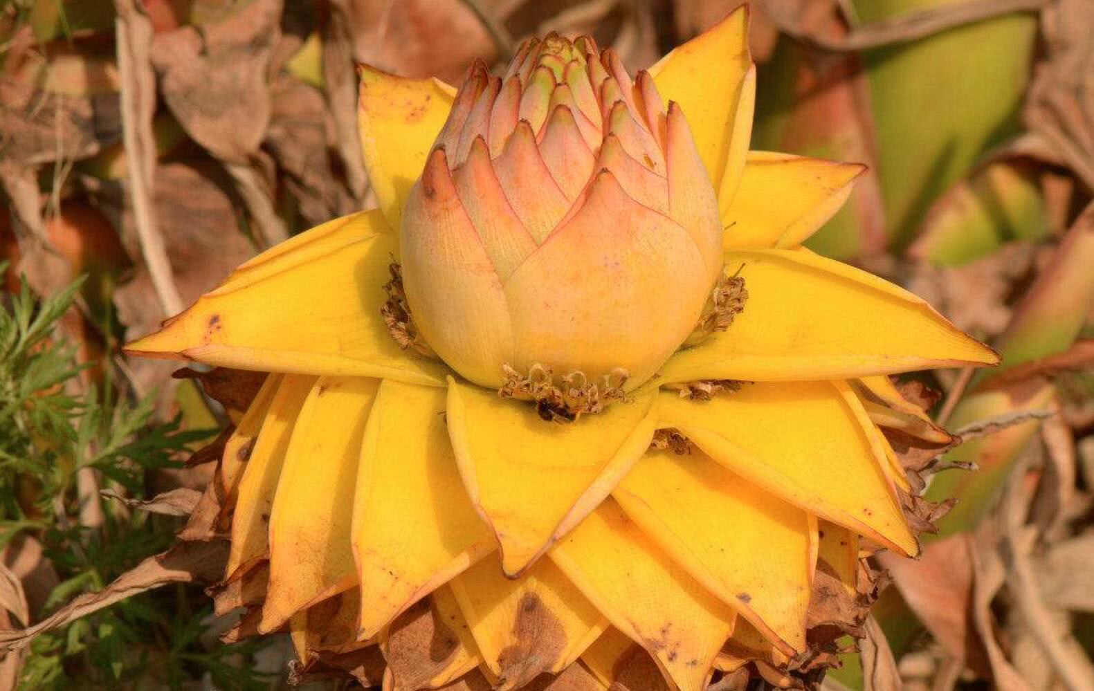 植物 常被误认为是香蕉，开花后才知道是“地涌金莲”，一经发现请移植