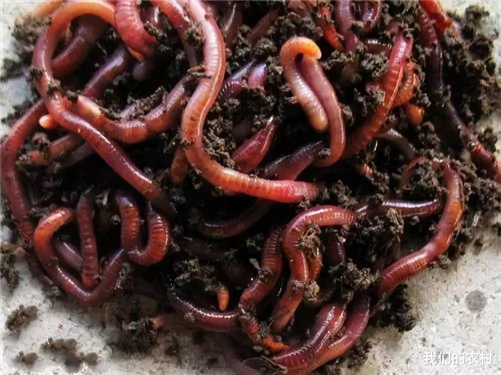 猪肝|黄辣丁(黄骨鱼)这样钓,一晚可以钓上百条,关键一步在这里