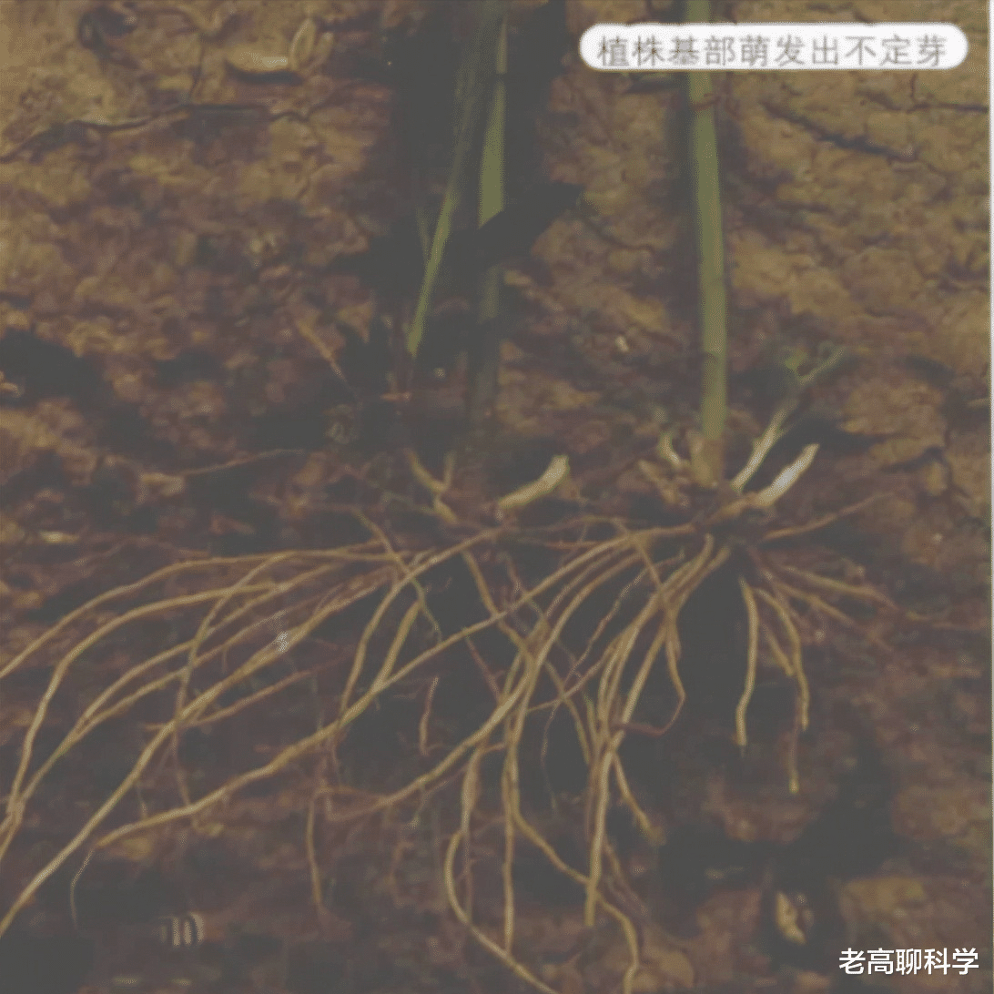 “恶魔之花”入侵河南，郑州或会“失控”，加拿大一枝花有多毒？