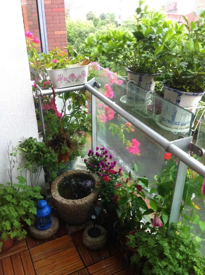 阳台花园，美！美！美！