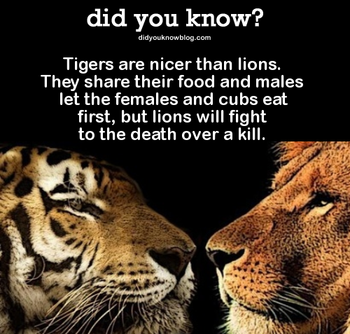 老虎 关于老虎有哪些有趣的事实？